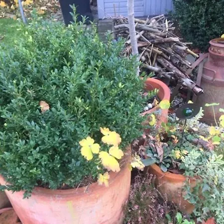 Апартаменты Lieblingsnest Детмольд