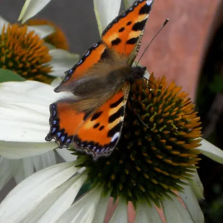 Lieblingsnest Апартаменты