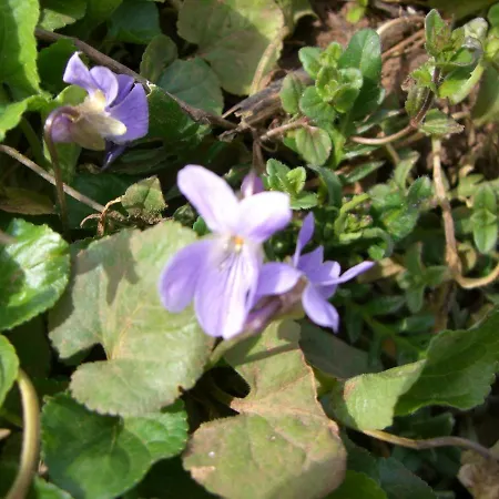 Апартаменты Lieblingsnest *