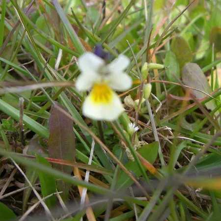 Апартаменты Lieblingsnest *