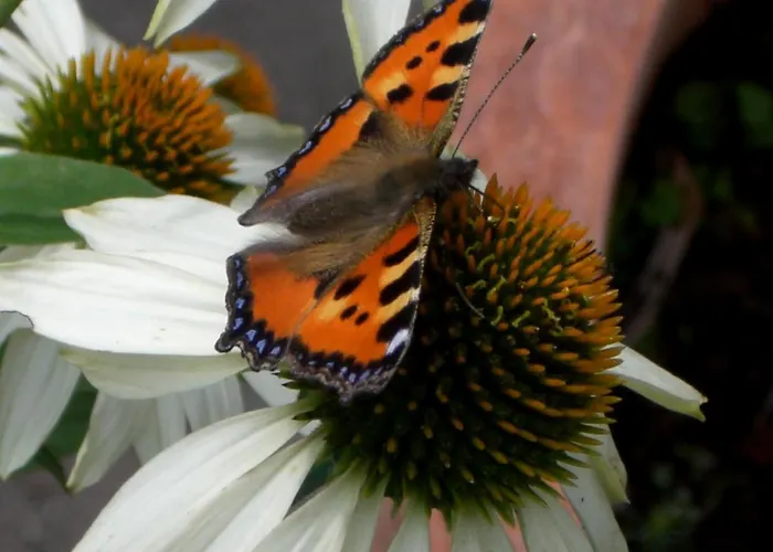 Lieblingsnest شقة