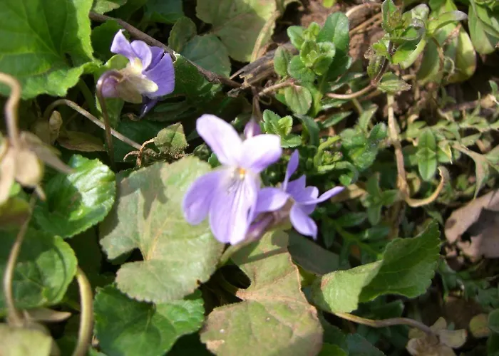 Apartmán Lieblingsnest *